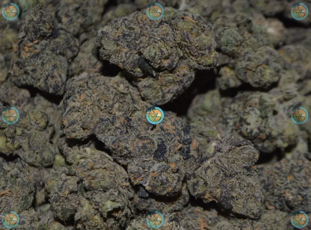 TANGIE BISCOTTI Cannabis