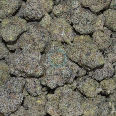 Gary Payton x Fish Scale