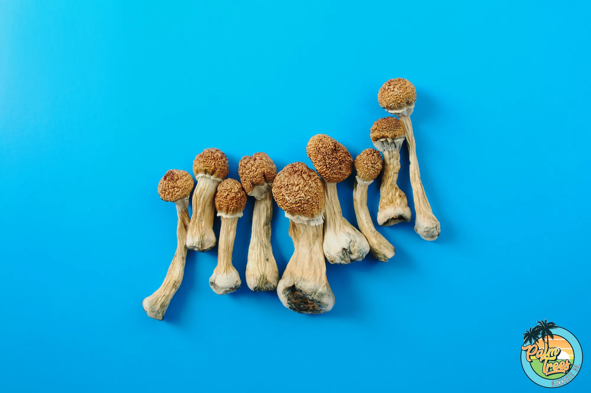 Exploring the Most Popular Psilocybin Mushroom Strains | Palm Trees DC