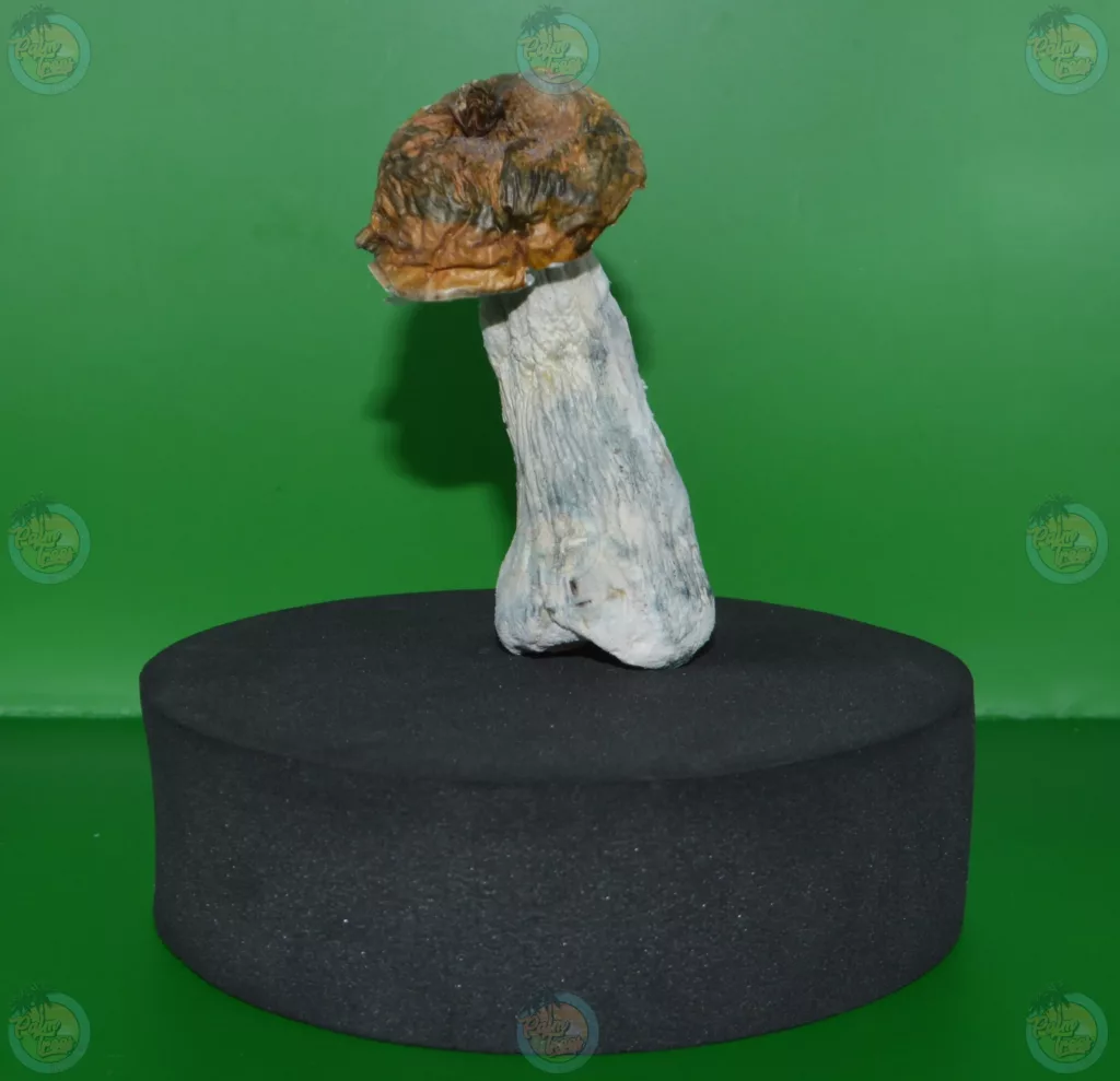 Insight into Psilocybin