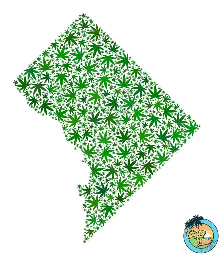 Navigating DC's Cannabis Industry