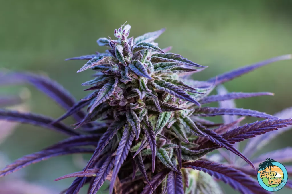 Cannabis Strain Genetics