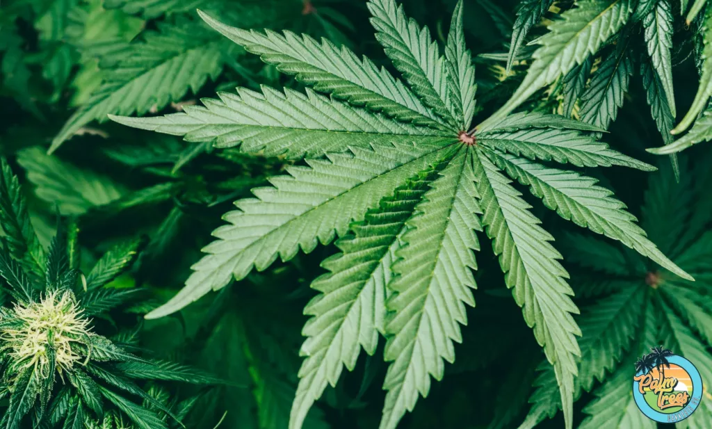 Terpenes in Cannabis