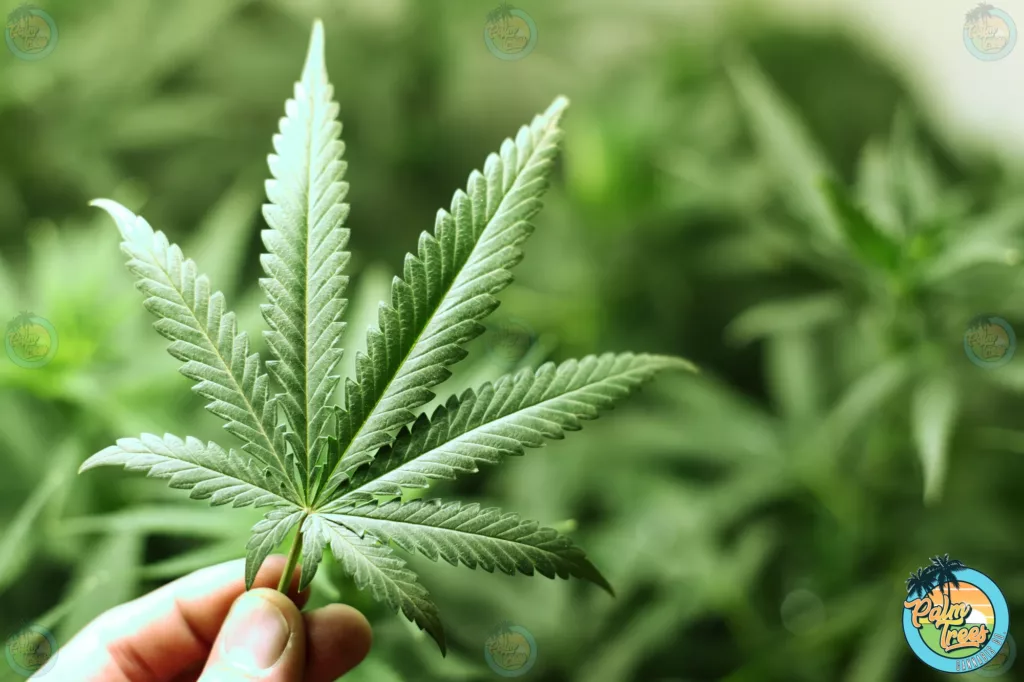 Cannabis Strains Decoded