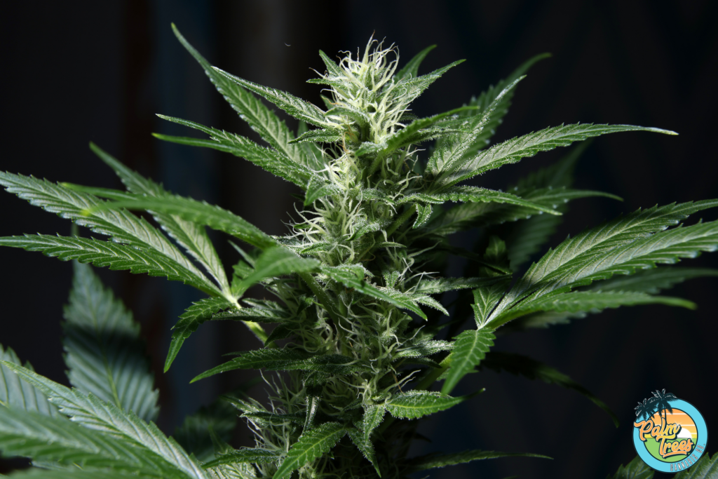 Delta-8 THC Benefits