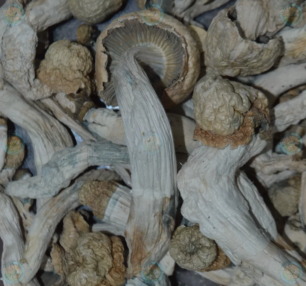 The Healing Power of Magic Mushrooms