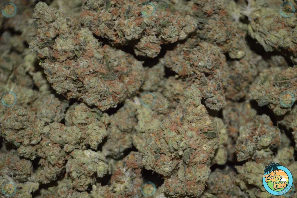 Sour Diesel Cannabis