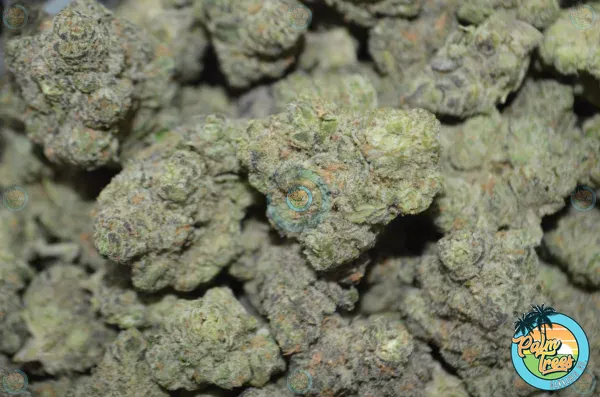 Vanilla Waferz Cannabis