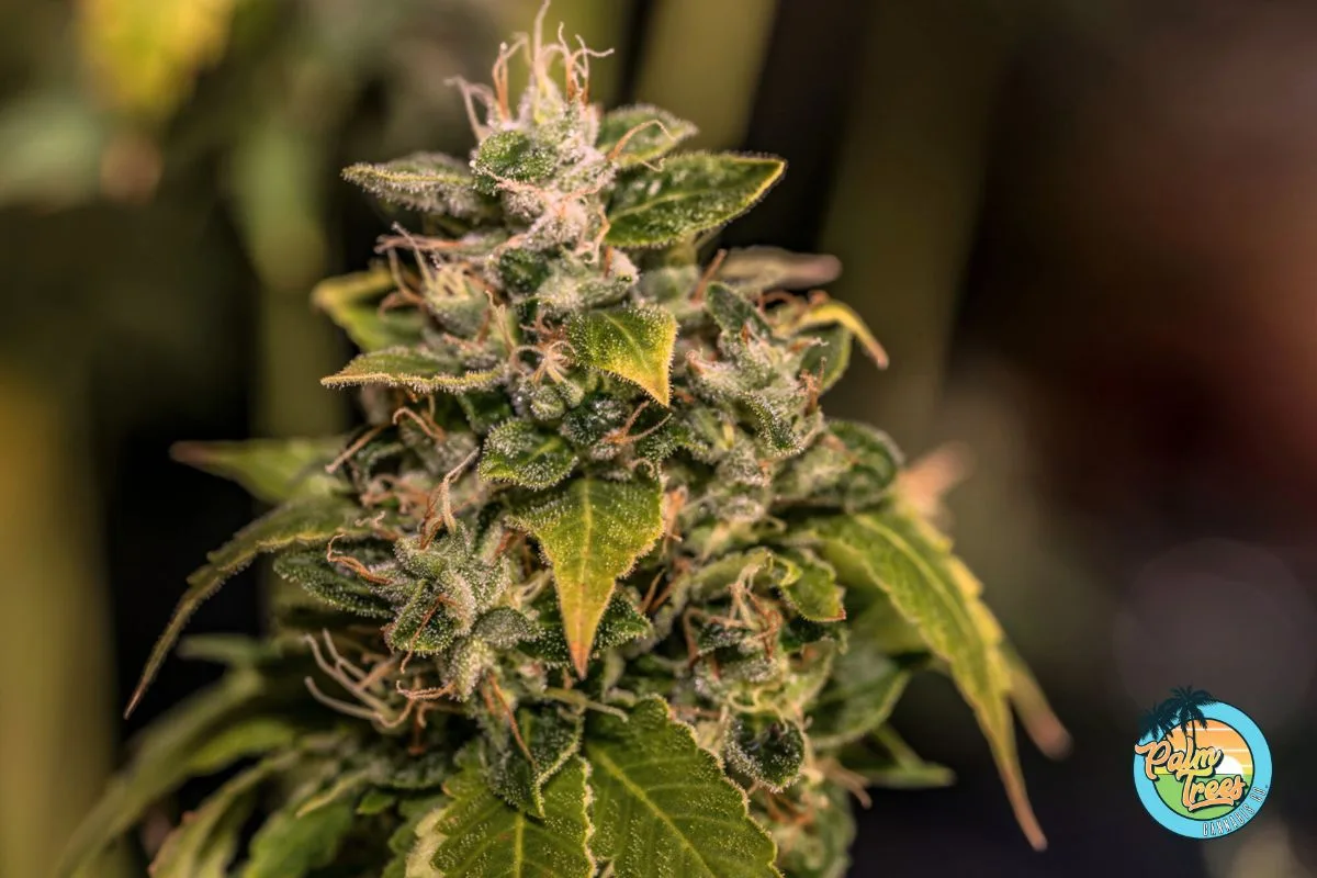 Affy Taffy Cannabis Palm Trees DC Cannabis Dispensary DC