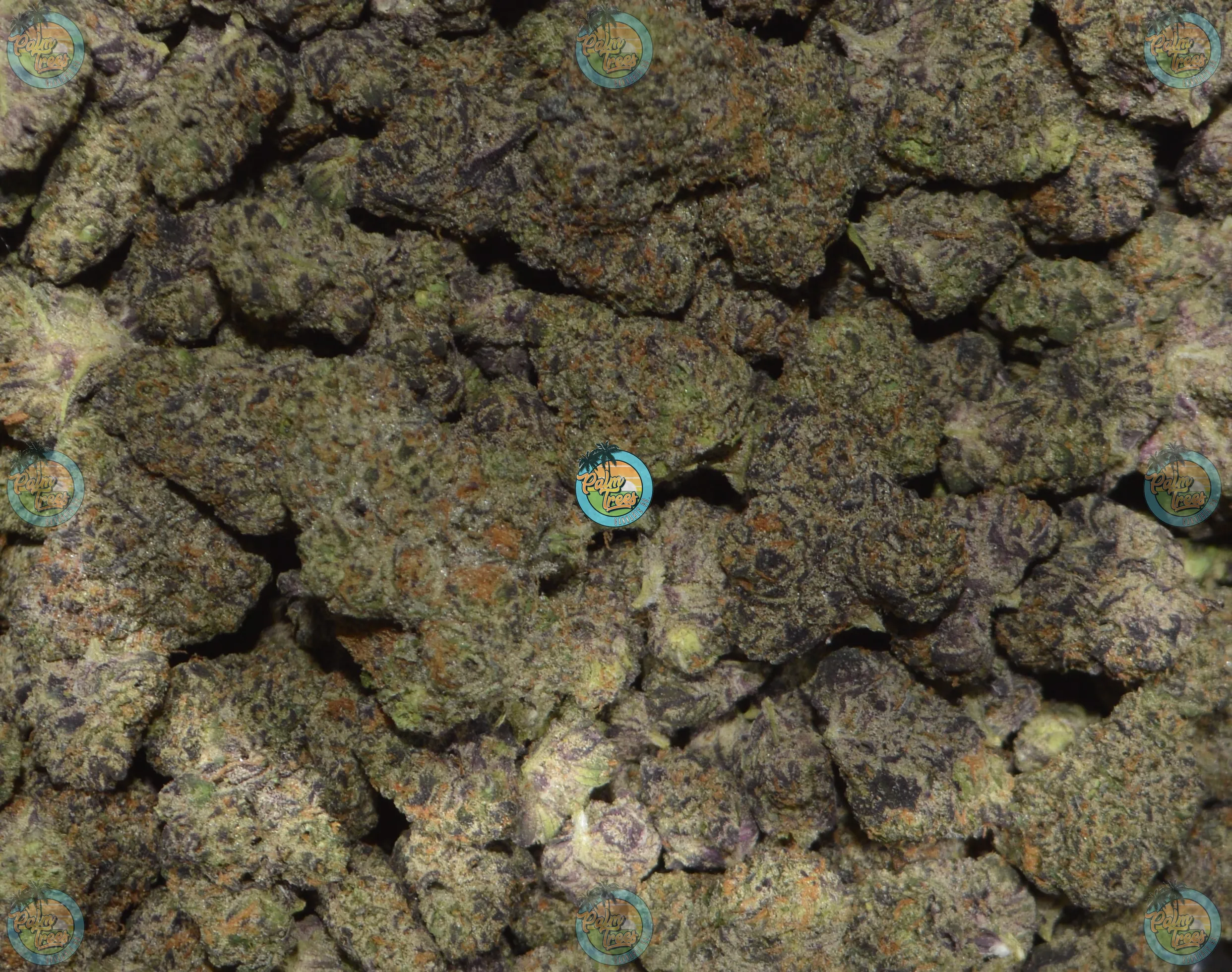 Haymaker Cannabis In DC Palm Trees DC Cannabis Dispensary DC