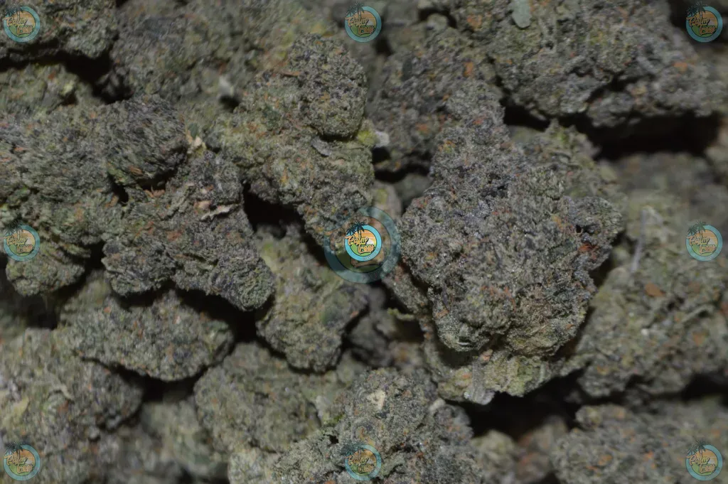 Wizard Fuel Cannabis in DC Palm Trees DC Cannabis Dispensary DC