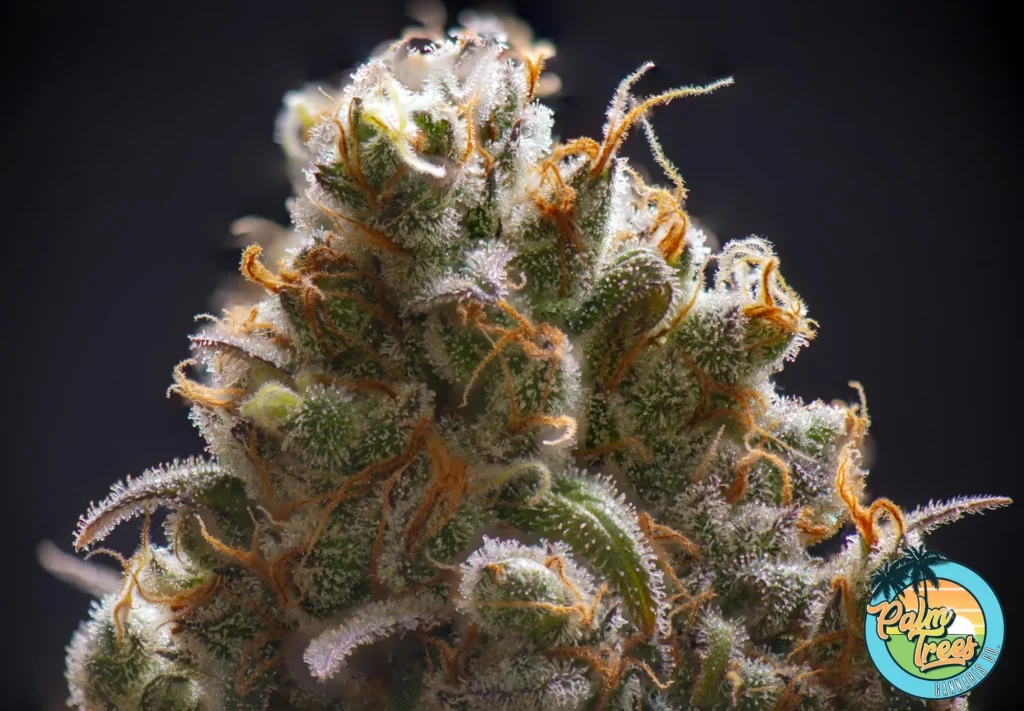 Amnesia Haze Cannabis in DC