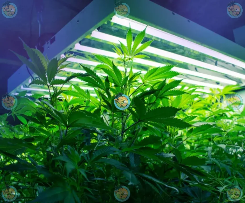 Cannabis Terpenes Compounds