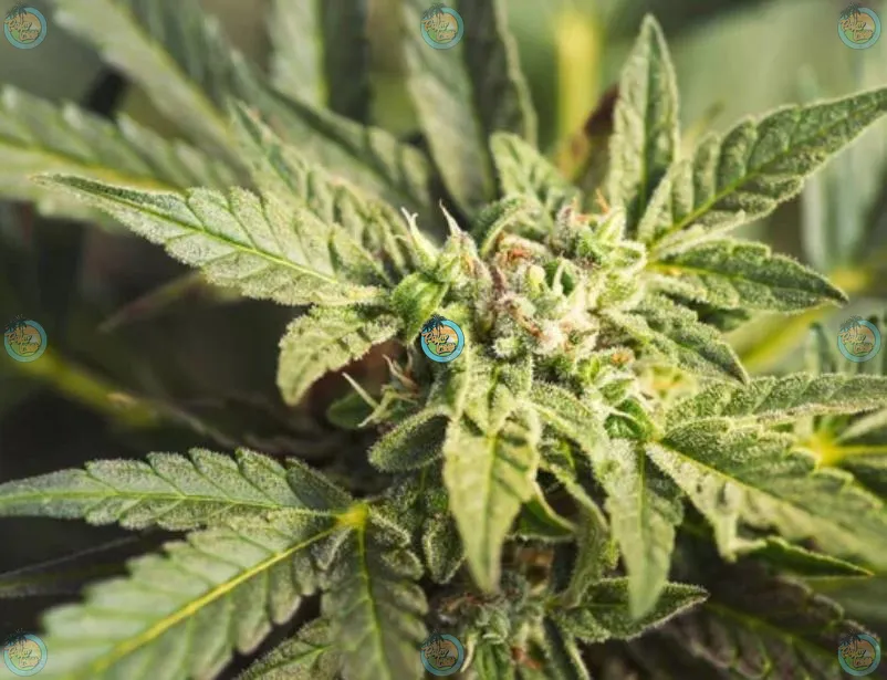 Wookies Slushie Cannabis in DC