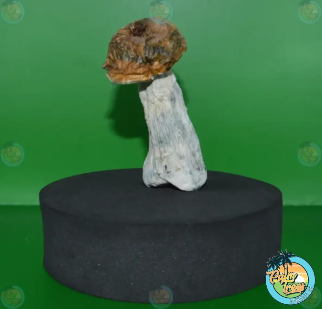 The Rise of Magic Mushrooms in Health and Wellness