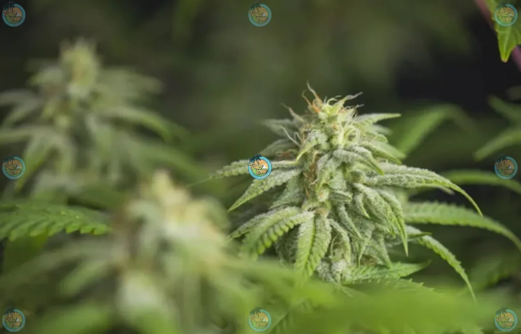 Advances in Cannabis Cultivation