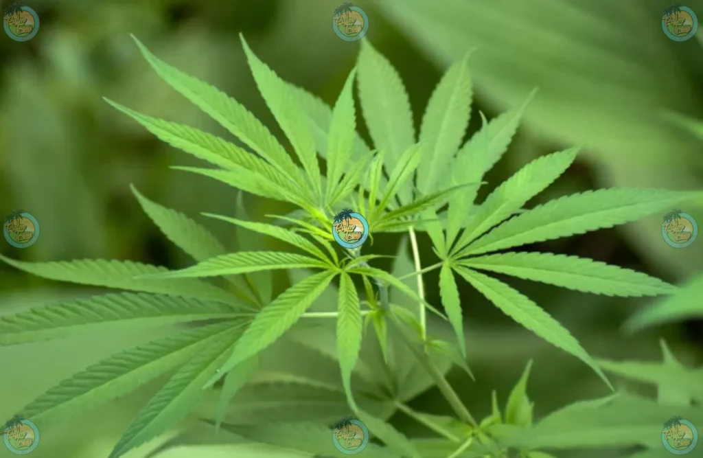 Cannabis Microdosing