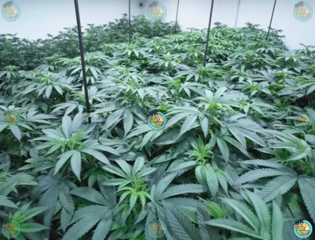 Cannabis and Sustainability: Eco-Friendly Practices