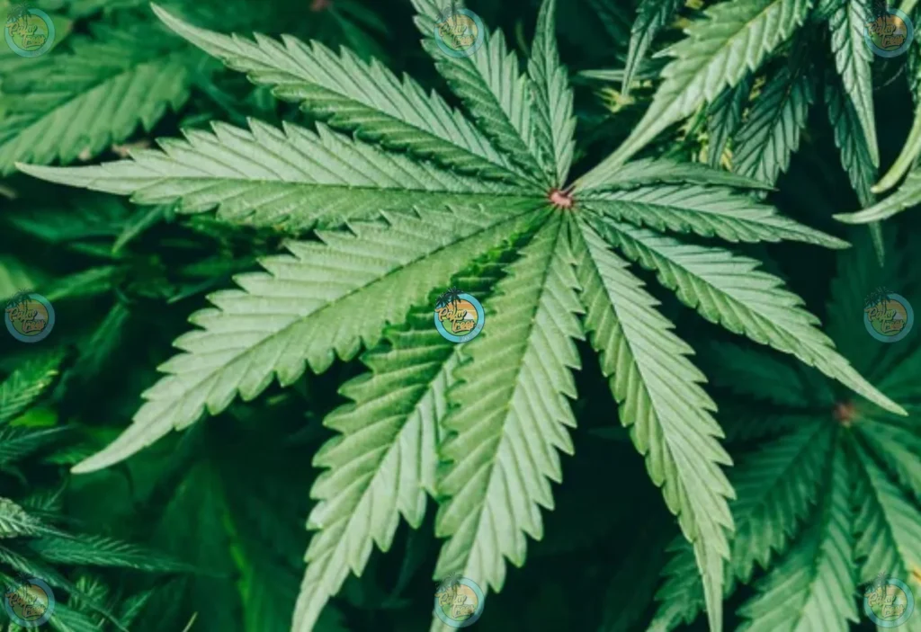 Chemdawg Cannabis in DC