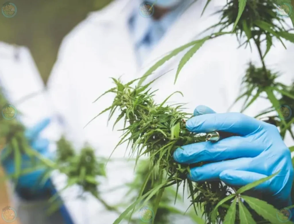 Lab Testing & Ensuring Cannabis Quality