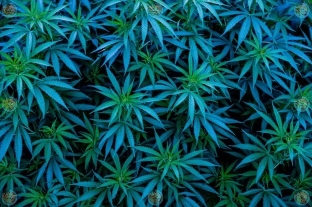 Mochilicious Cannabis in DC