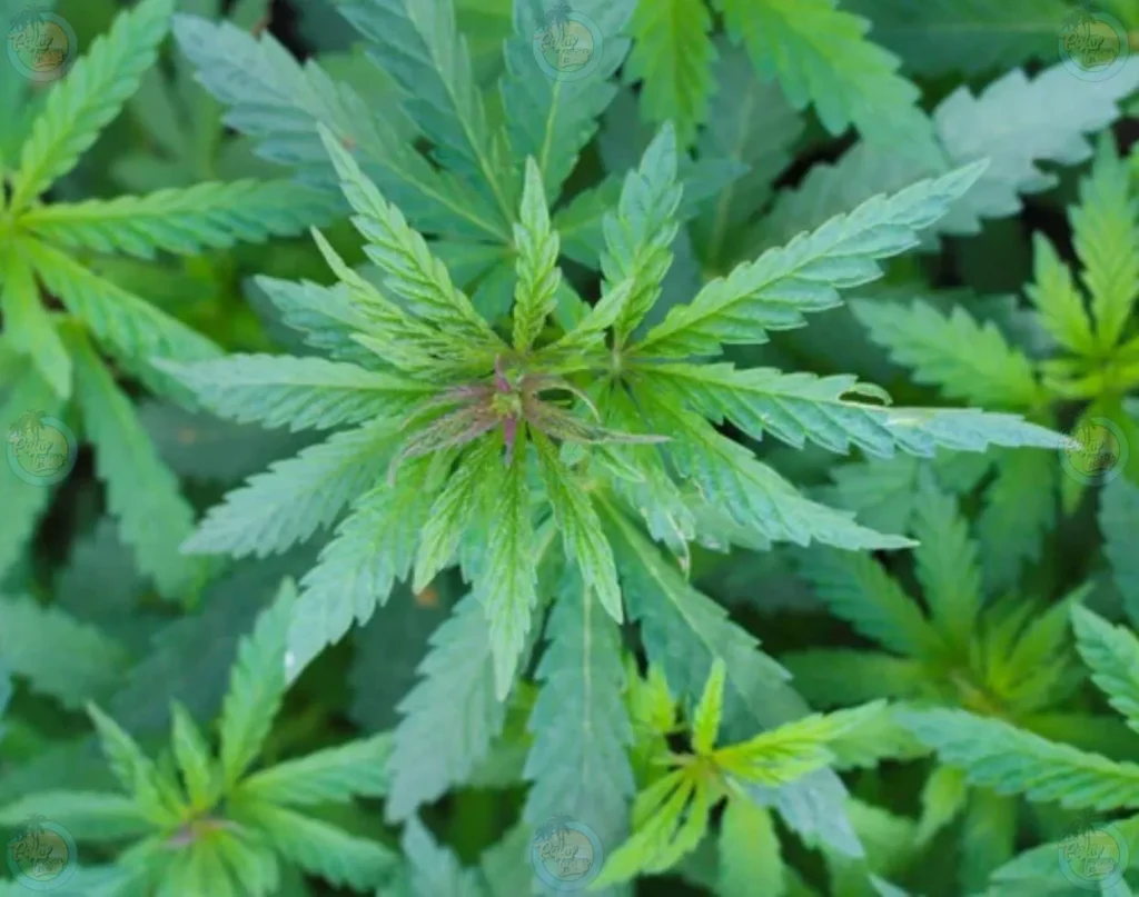 Raspberry Cough Cannabis in DC