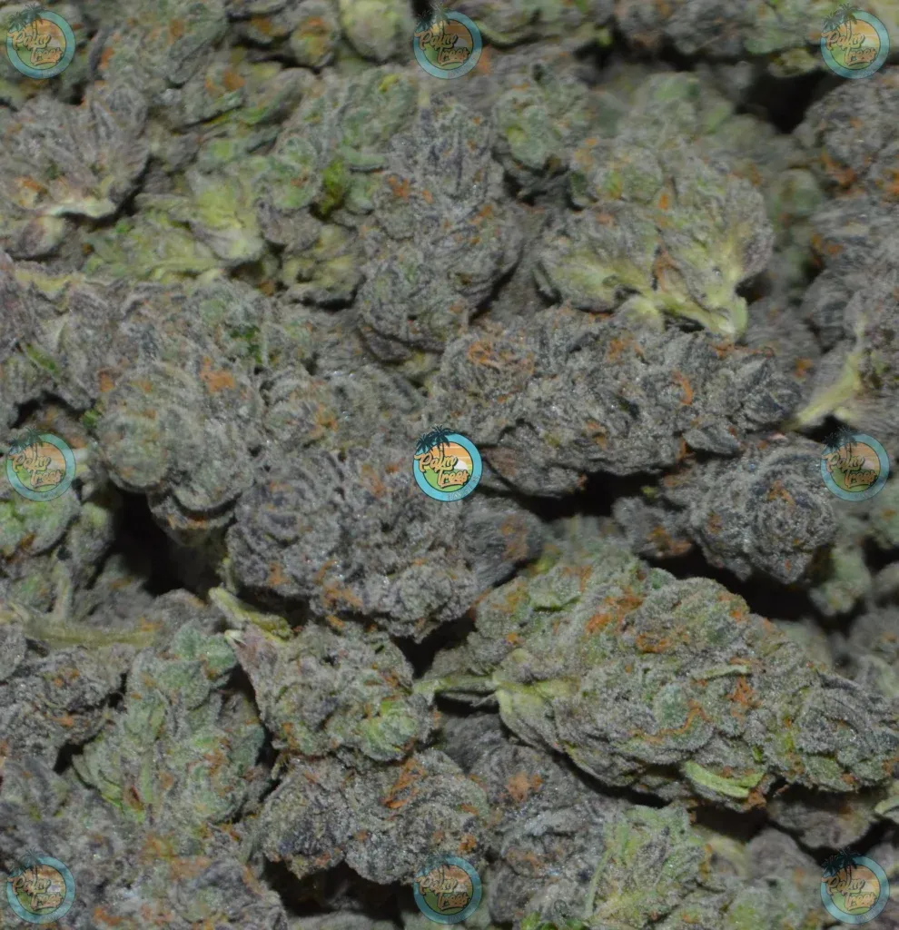 Tequila Sunrise Cannabis in DC