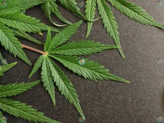 The Growing Trend of Microdosing THC