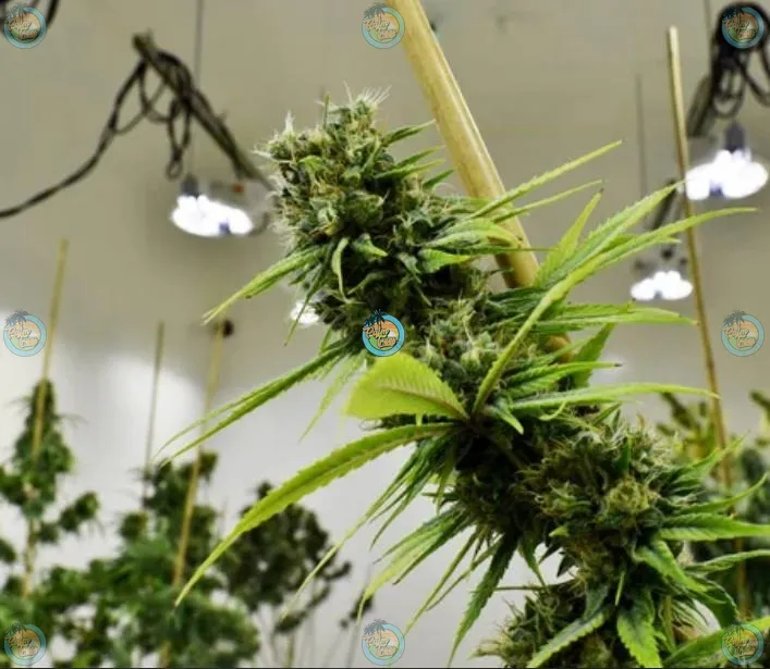 Dispensaries and Crafting Unique Customer Experiences