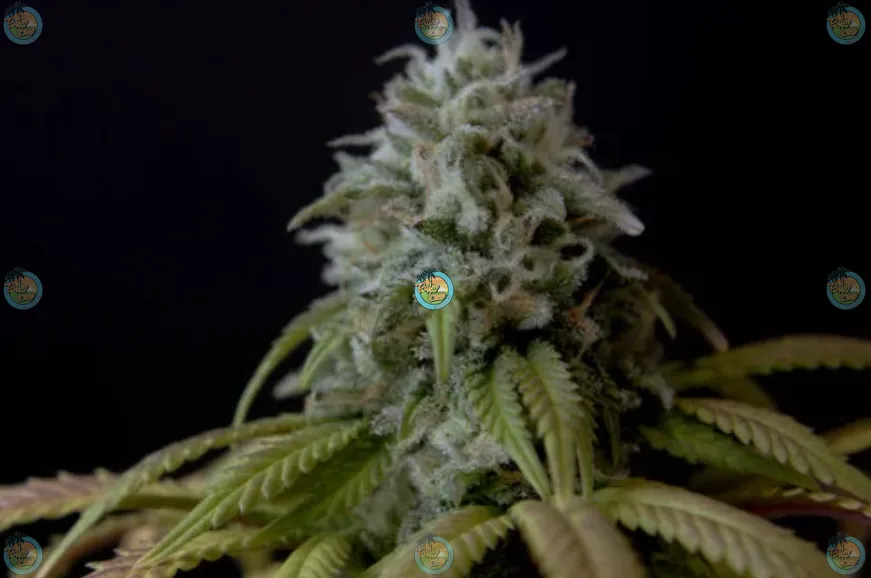 Forbidden Z Cannabis in DC