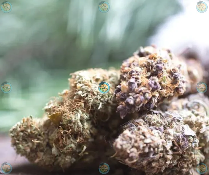 Lemon Headz Cannabis in DC