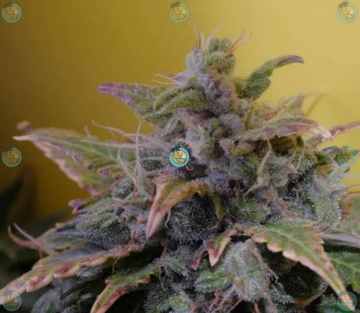 Moonbow Cannabis in DC