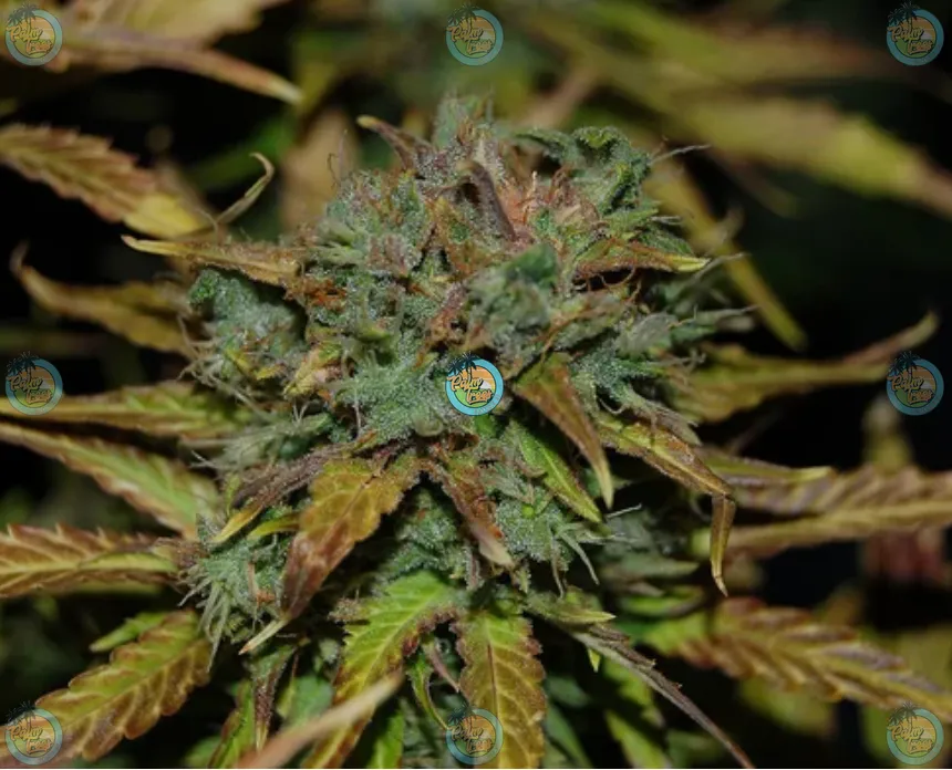 Tiger's Blood Cannabis in DC