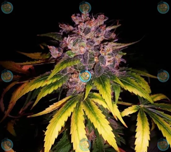 Coco Chanel Cannabis in DC