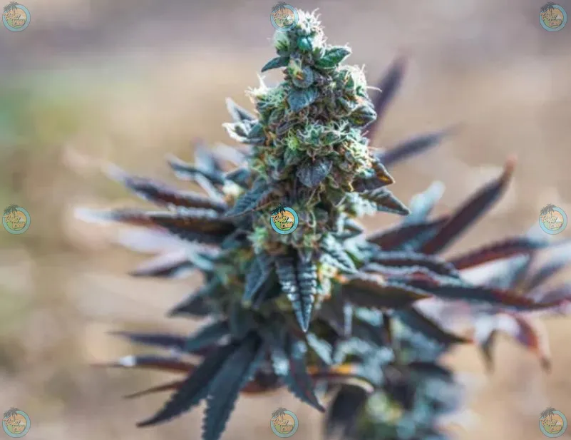 Dank Dough Cannabis in DC