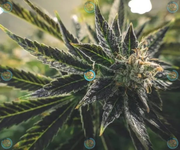 Dosidos Cannabis in DC