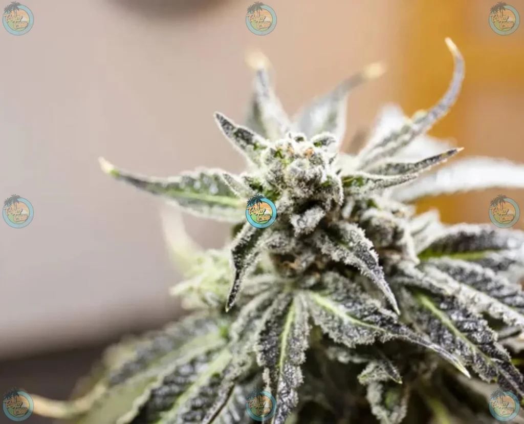 Mexican Flan Cannabis in DC