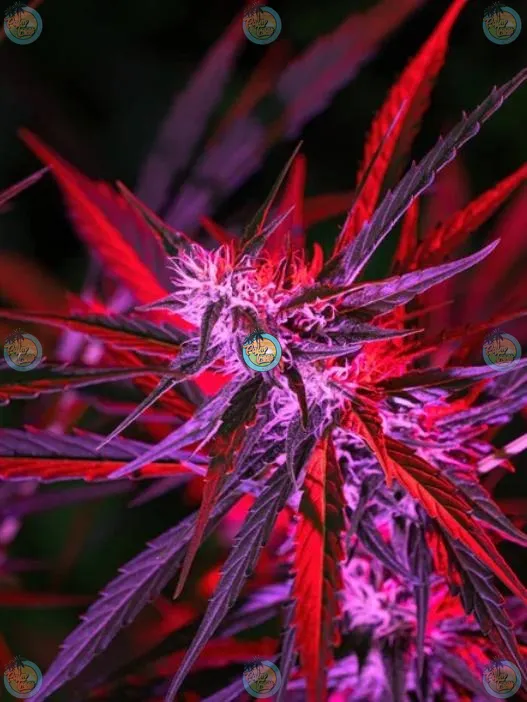 Papaya Punch Cannabis in DC