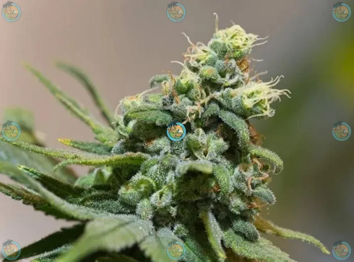 Blue Zlushie Cannabis in DC