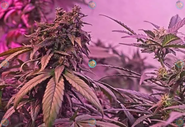 Cadillac Rainbow Cannabis in DC