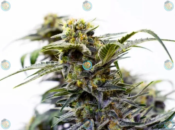 Grape Ape Cannabis in DC