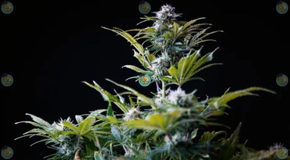 Rainbow Pie Cannabis in DC