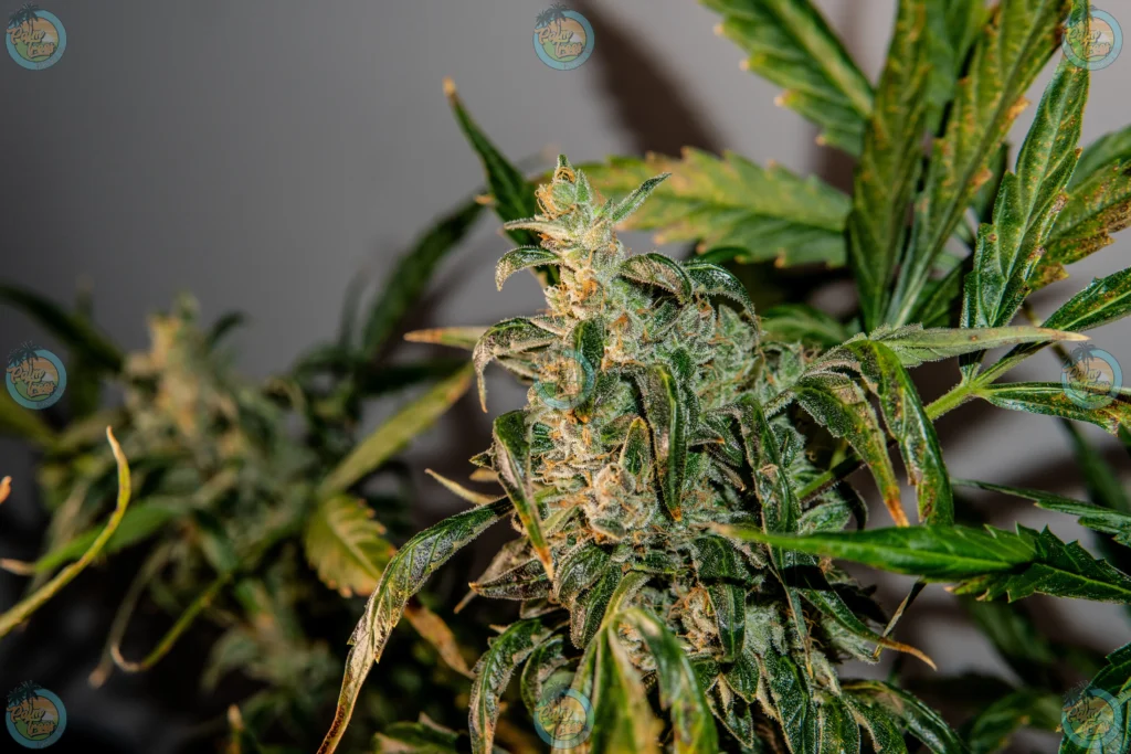 Banana Cream Cake Cannabis in DC