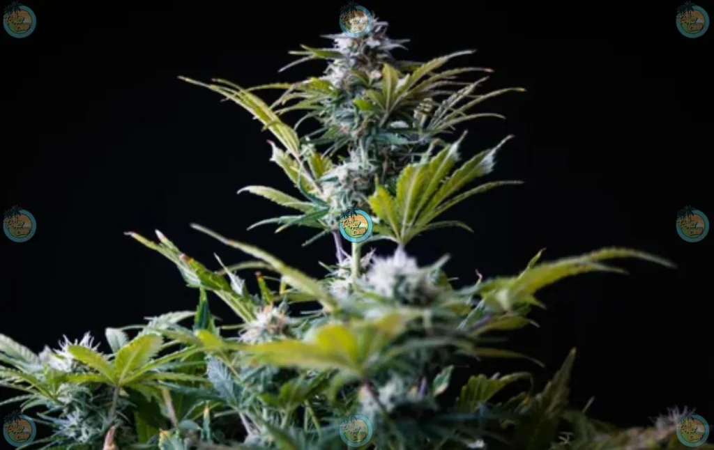 Ice Cream Cake Cannabis in DC