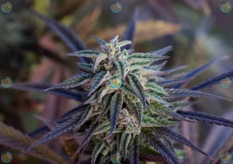 Moroccan Peaches Cannabis in DC