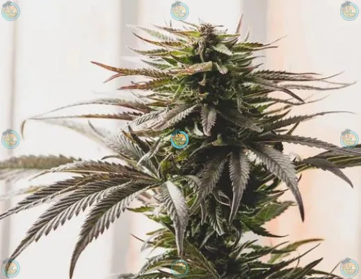 Dank Inferno Cannabis in DC