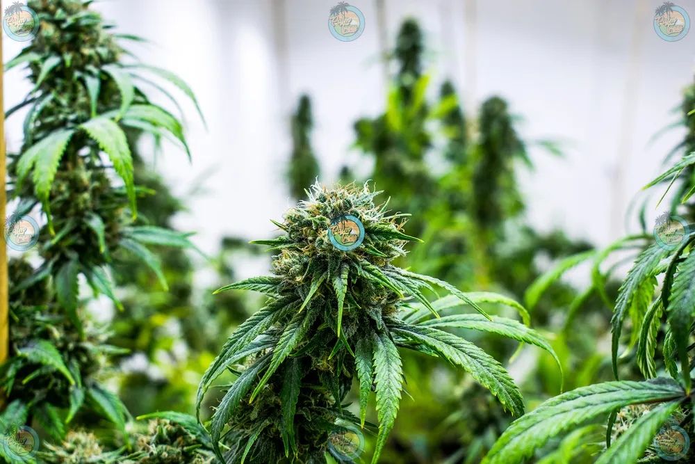 Road Runner Cannabis in DC