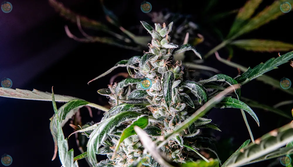 Violet Sky Cannabis in DC