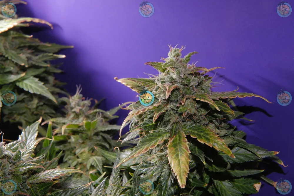 Blueberry Gumbo Cannabis in DC