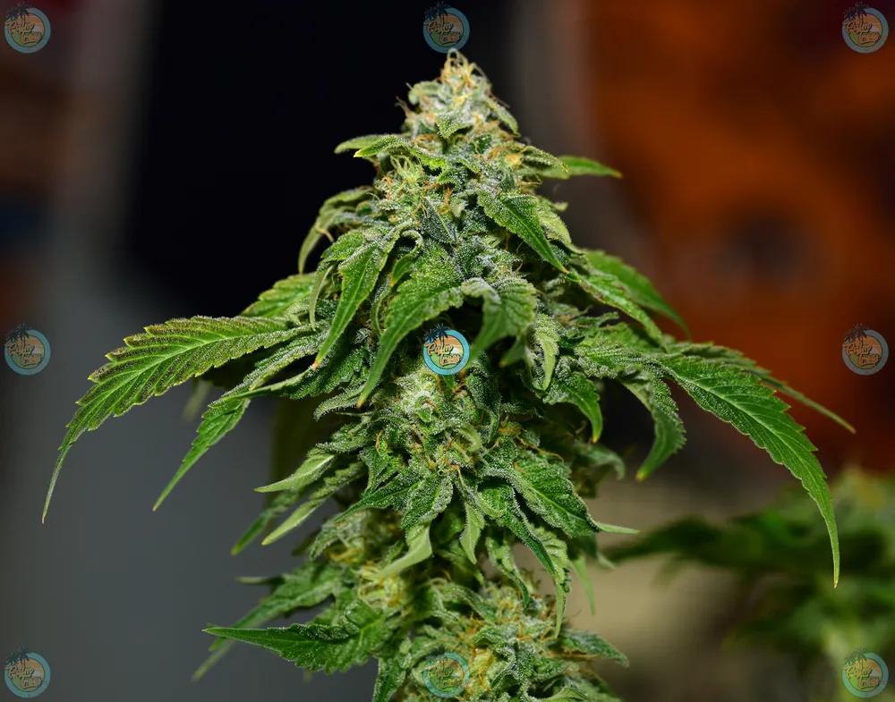 Cactus Jack Cannabis in DC